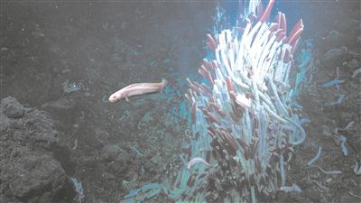 海底2500米处的巨型管状蠕虫。图片来源：施密特海洋研究所