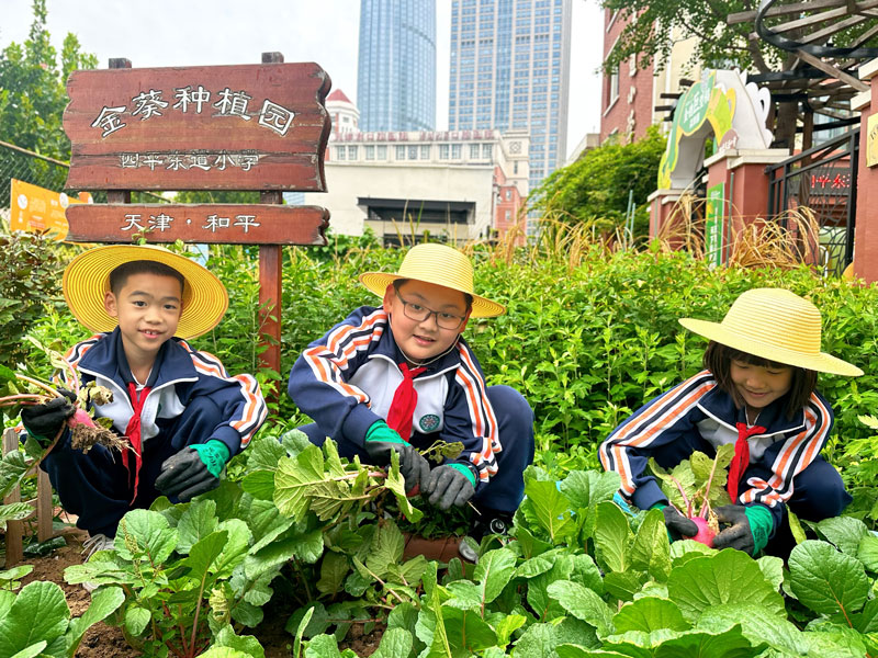 学生们在校园种植园拔萝卜。学校供图