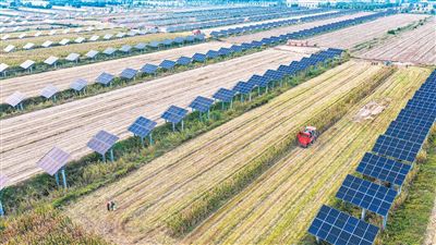 山东省乐陵市铁营镇近年来持续对11万亩盐碱地区域进行综合开发利用,采取“光伏+种植”复合模式,形成一地多用的“农光互补”发展新格局,实现了盐碱地生态效益和经济效益的双丰收。图为日前,当地农民在“农光互补”间作田里收获玉米。  贾 鹏摄(人民视觉)