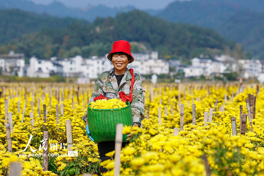 安徽歙县：采摘金丝皇菊