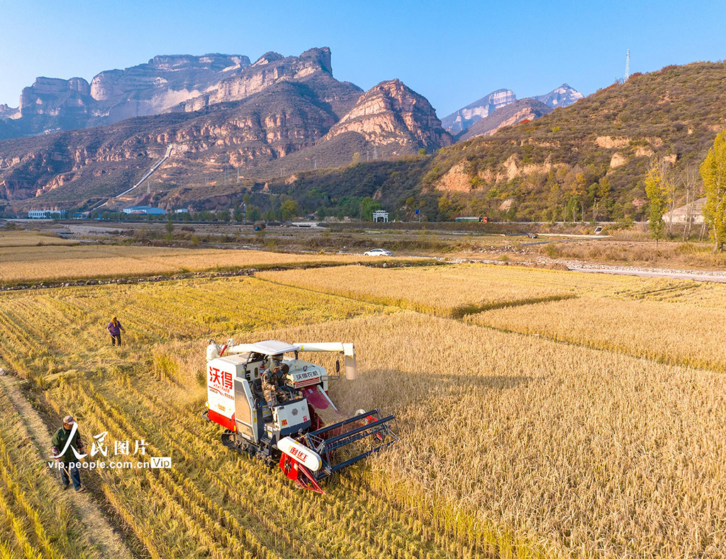 山西左权：水稻喜获丰收