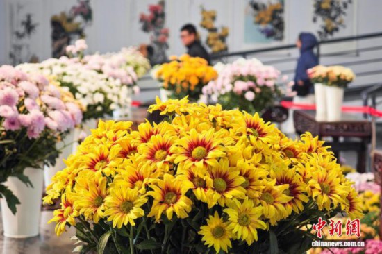 南京：千余盆精品菊花汇聚一堂争奇斗艳