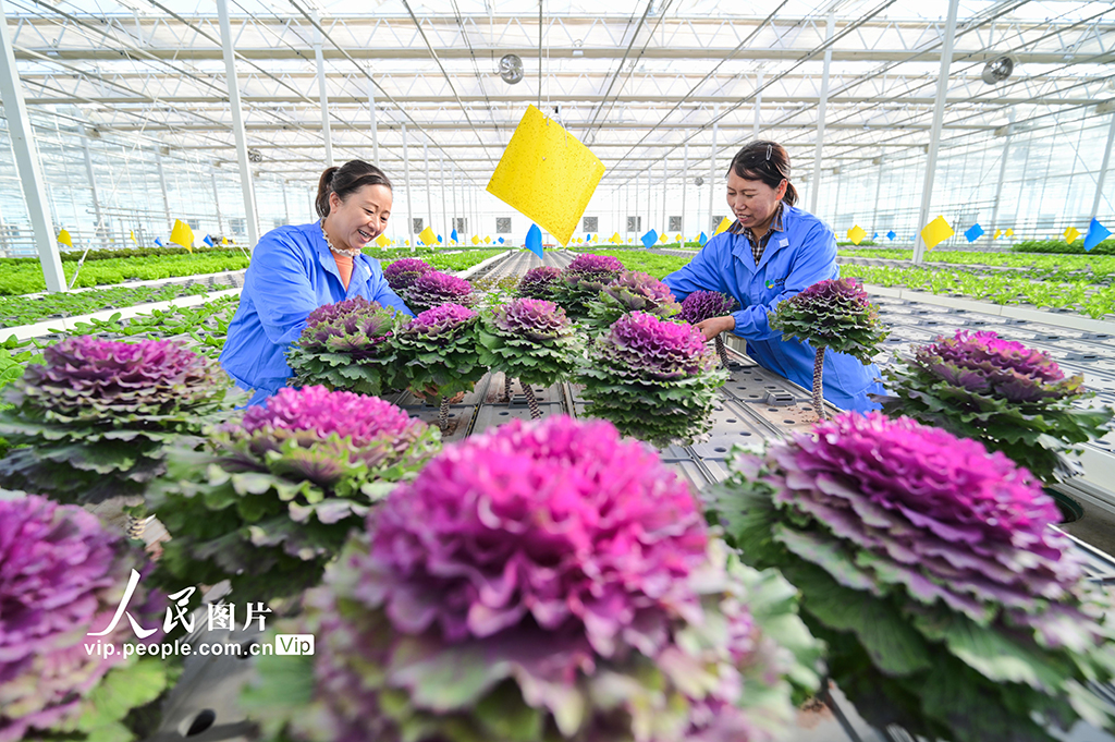 新疆昌吉：智慧农业促发展