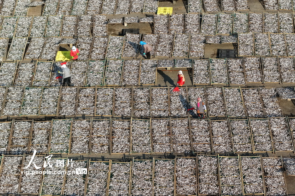 山东日照：沿海开启“晒鲜”模式