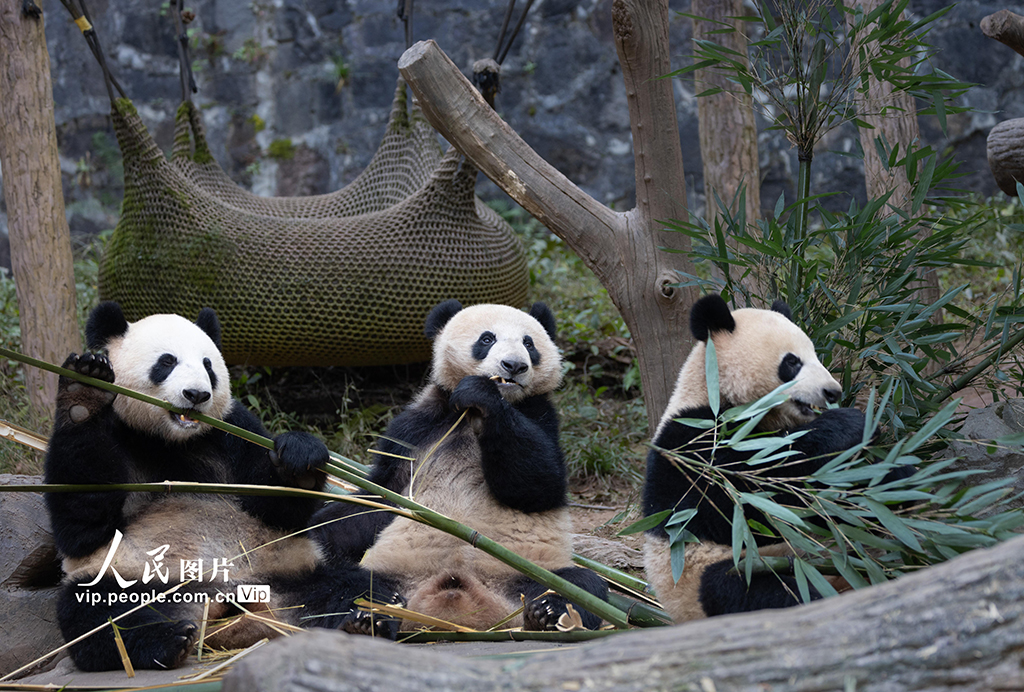 四川都江堰：大熊猫憨态可掬惹人爱