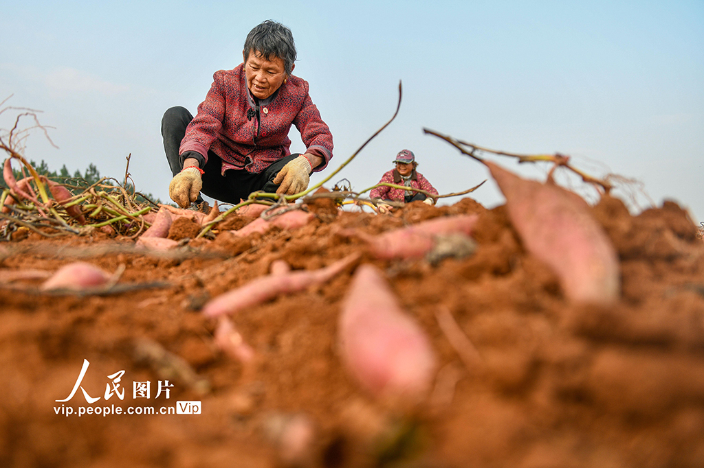湖南道县：采收红薯