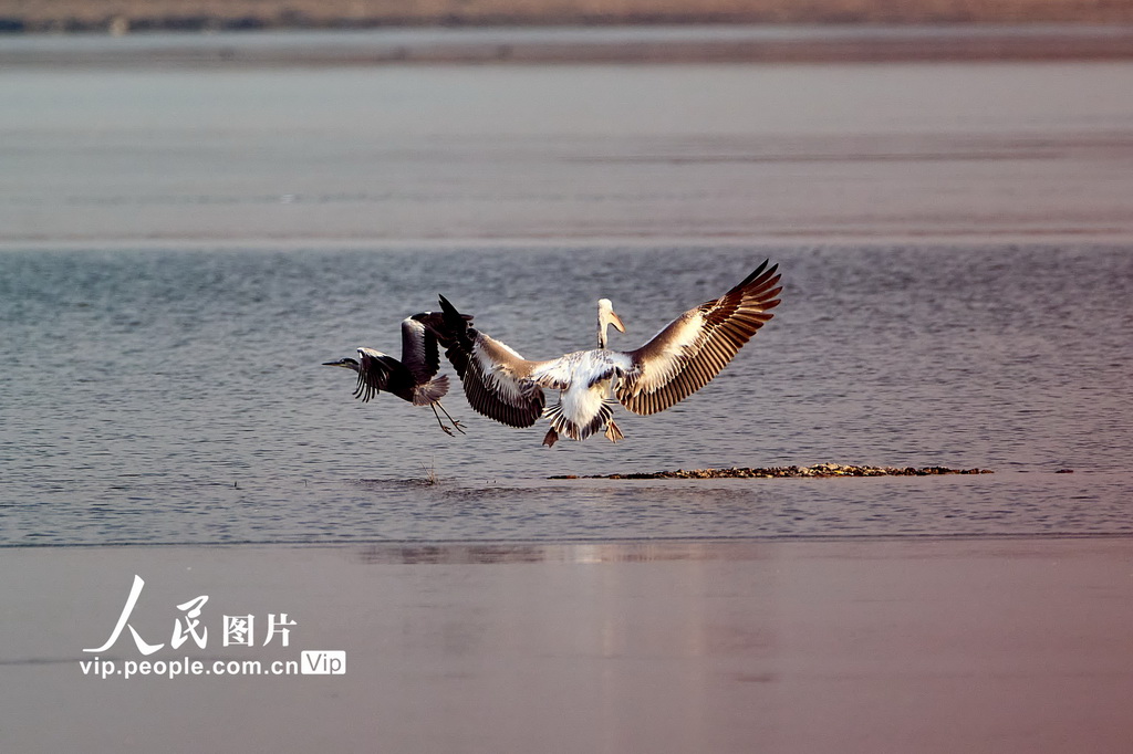 2025年12月22日，北京昌平，卷羽鹈鹕现身沙河水库。