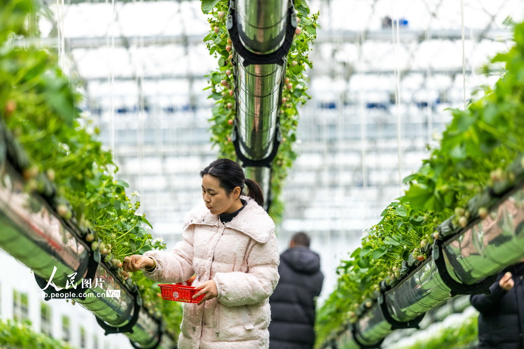 安徽六安：体验采摘“空中”草莓