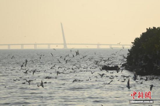 广东深圳：深圳湾公园迎候鸟季