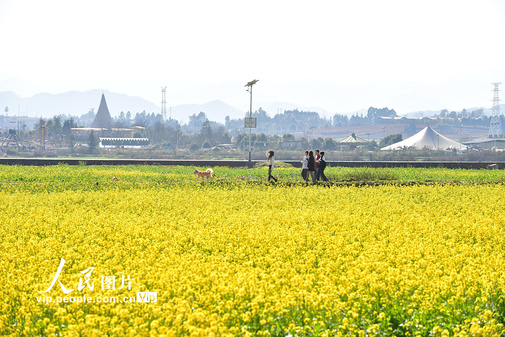 云南罗平：油菜花开