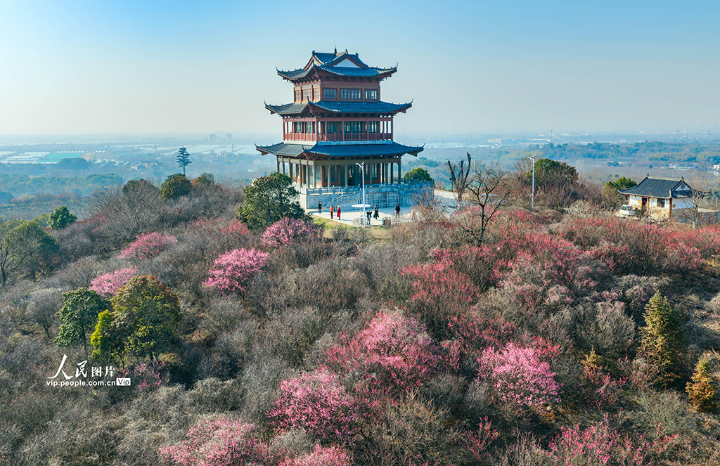 江苏南京：梅花绽放迎客来