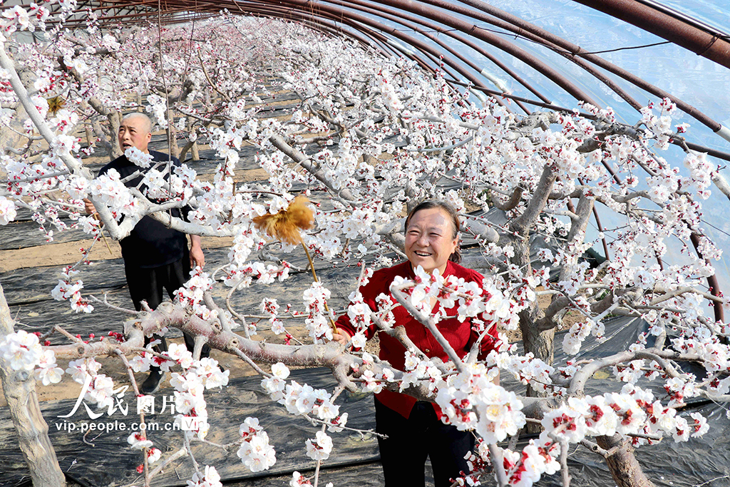 甘肃静宁：大寒时节授粉忙