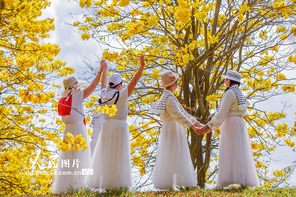 广西南宁：黄花风铃木盛开