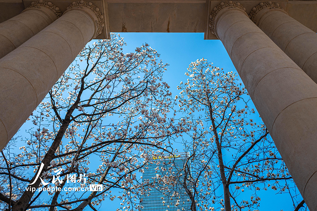 上海：白玉兰迎春绽放