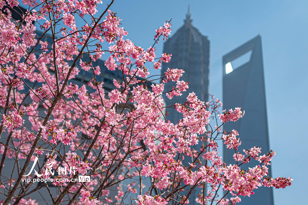 上海：陆家嘴现“樱花车站”