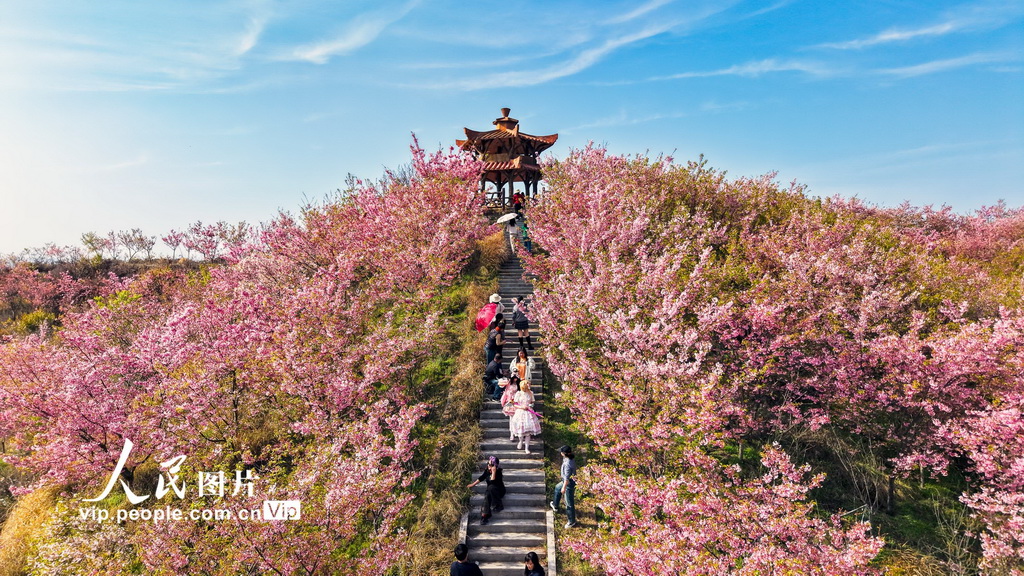 湖北英山：春日花海迎客来
