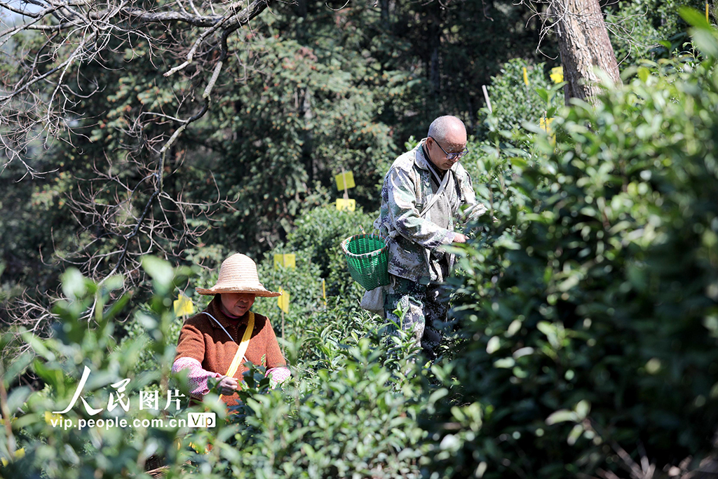 安徽黄山：采摘明前茶 供应市场