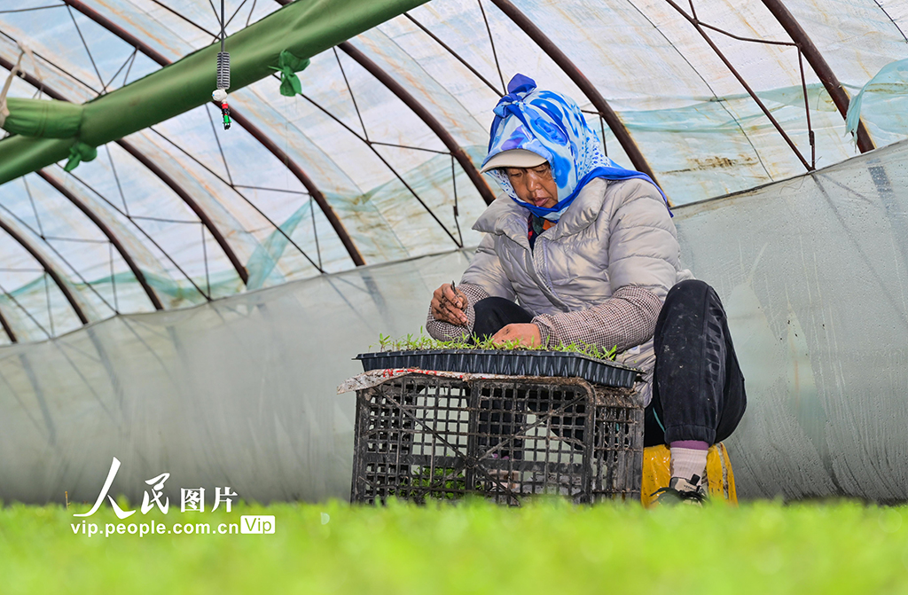 新疆吉木萨尔：春日育苗忙