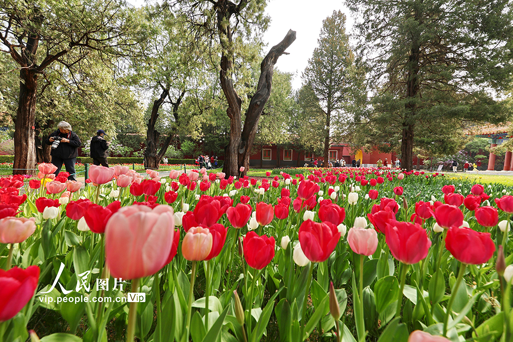 北京：中山公园郁金香绽放