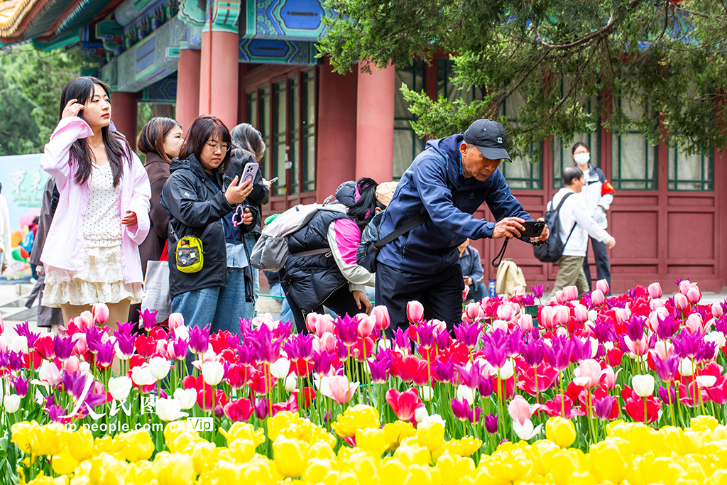北京：中山公园郁金香盛开