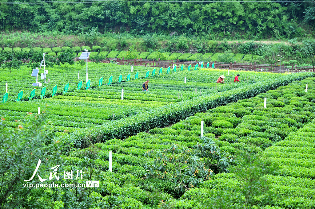 湖北宜昌：夏日采茶