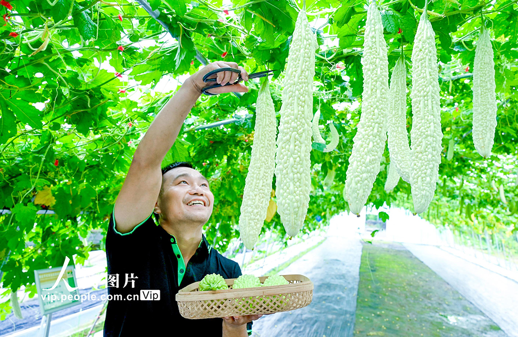 重庆：产学研育良种 赋能渝州种植户
