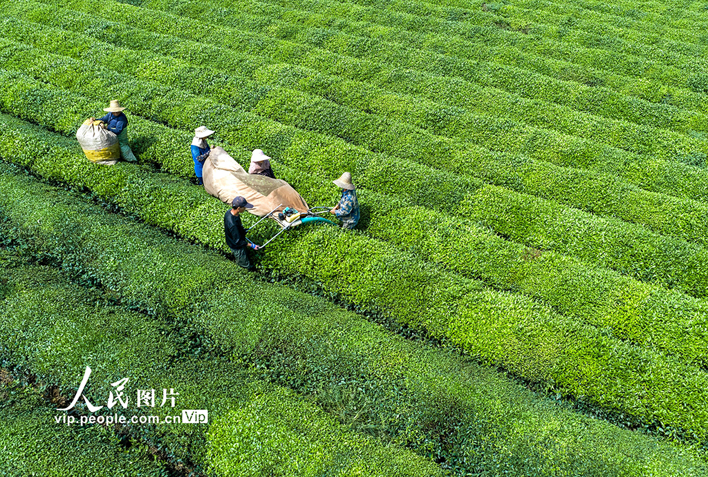 江西新余：机采夏茶助农增收