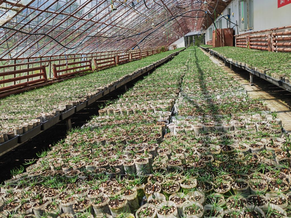 新林林业局培育的西伯利亚红松幼苗。新华社记者朱悦 摄