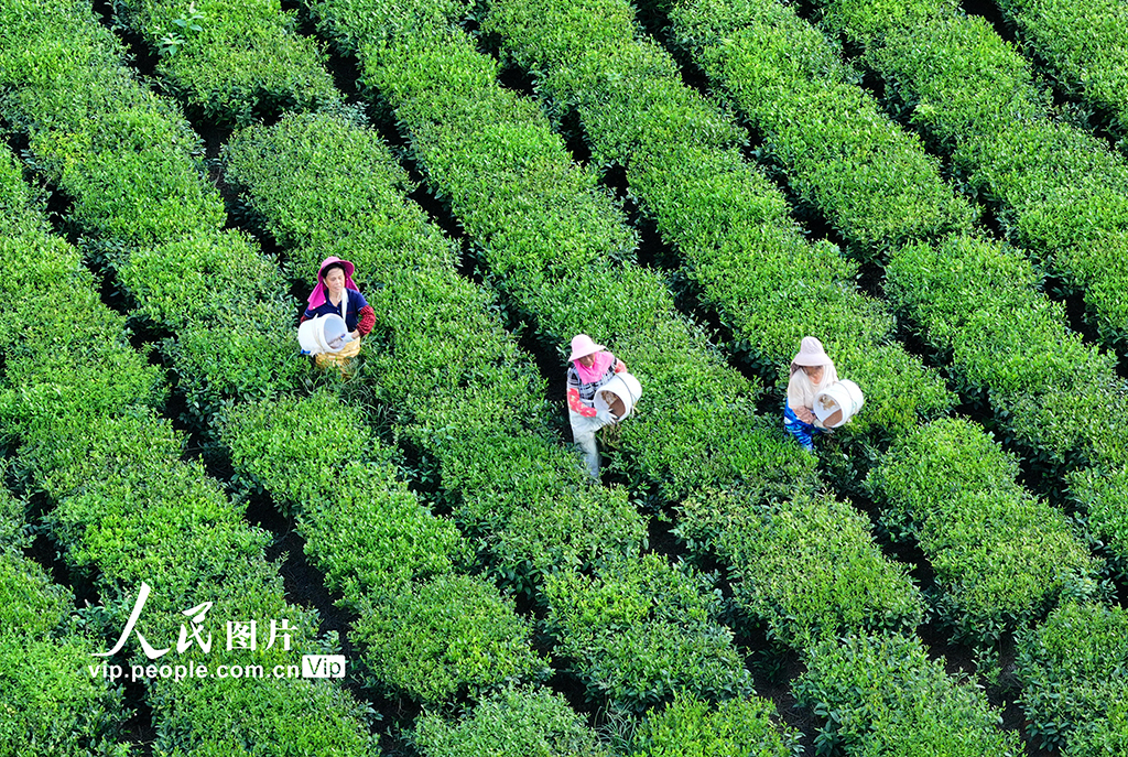 江西泰和：茶树施肥管护忙