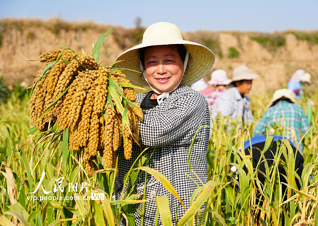 河南孟州：谷子丰收