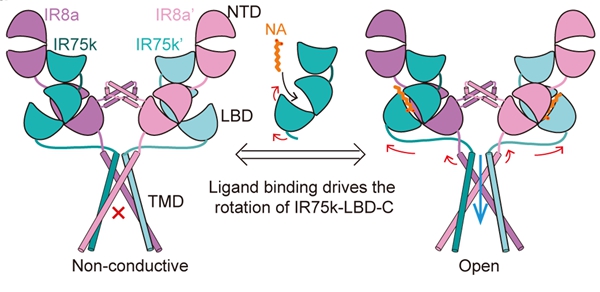 IR8a–IR75k的配体门控机制。IR75k配体结合结构域的闭合通过短机械连接区传递至跨膜螺旋,最终驱动离子通道开放。深圳医学科学院供图
