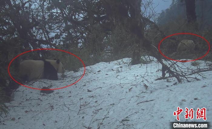四川天全：红外相机拍到大熊猫母子同框画面