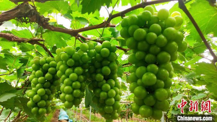 连片的葡萄长势喜人。 永定区融媒体中心供图 连片的葡萄长势喜人。 永定区融媒体中心供图