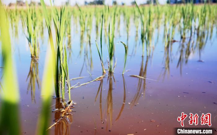 戈壁稻区“鱼米”神韵不输南方引种“彩米”绘丝路“丰景”