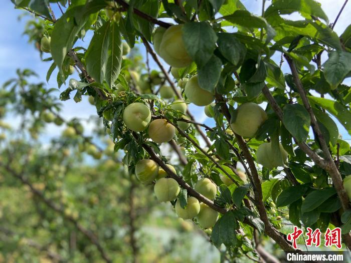 浙江海岛共富观察：“海上花园”如何内外兼修？