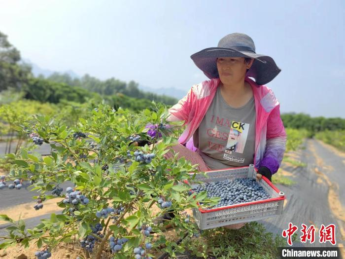 图为采摘园工作人员正在进行蓝莓采摘。　陈雪 摄