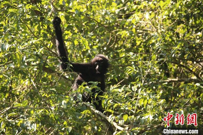 监测到的13b长臂猿。林勇坚 摄
监测到的13b长臂猿。林勇坚 摄