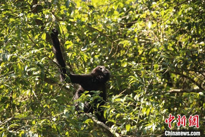 监测到的13b长臂猿。林勇坚 摄
监测到的13b长臂猿。林勇坚 摄