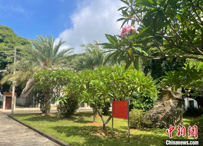 图为校友代表团种下中老友谊树。 黄令妍 摄 图为校友代表团种下中老友谊树。 黄令妍 摄