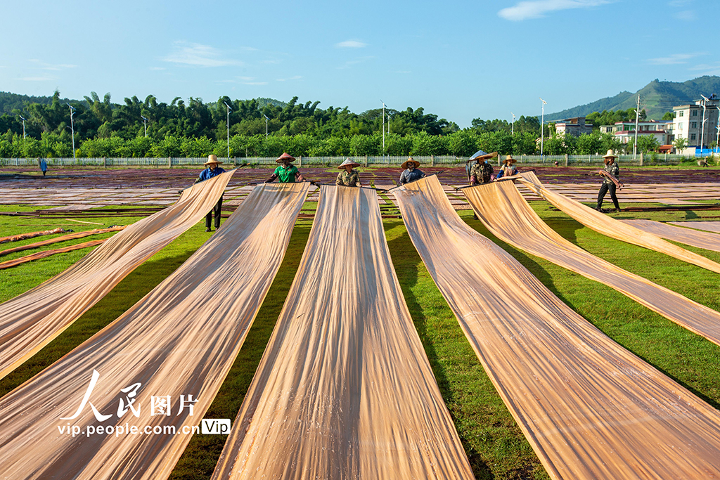 广西蒙山：加工香云纱