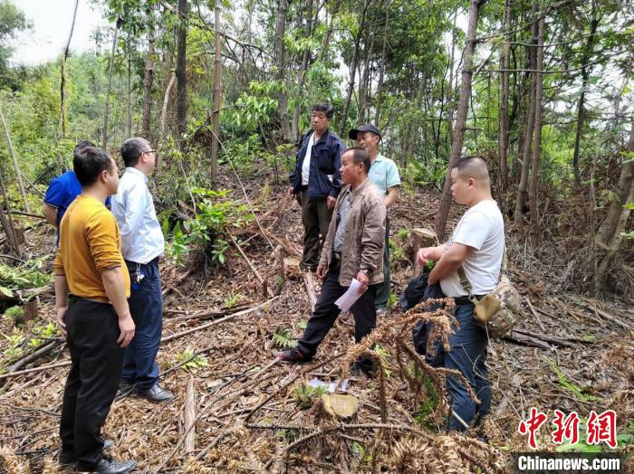 深入三江侗族自治县调处林权纠纷。 广西自然资源厅供图 深入三江侗族自治县调处林权纠纷。 广西自然资源厅供图