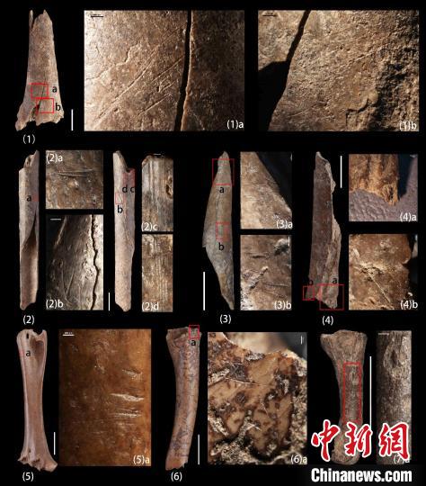 鸟类骨骼表面的切割痕迹 (123ab，4b，567a)、劈裂痕迹(4a)及刮削痕迹(2cd)。　中科院古脊椎所 供图