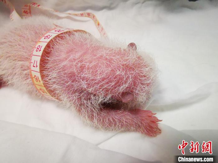 大熊猫“翠翠”的幼仔。　魏荣平 摄