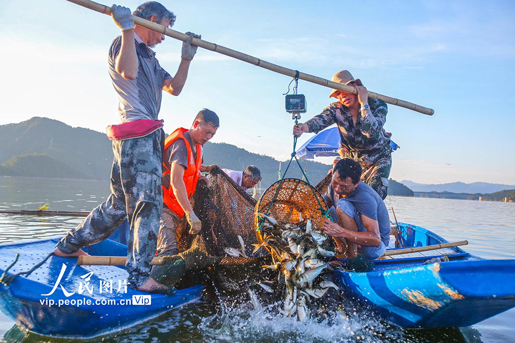 浙江淳安：老口鱼种投放千岛湖