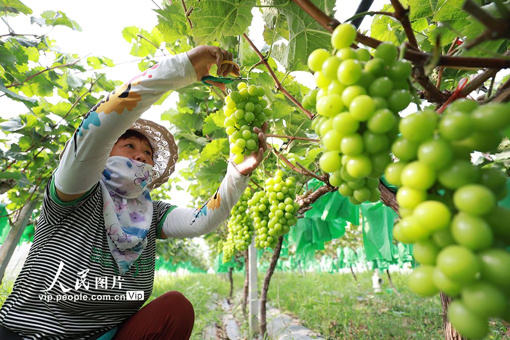 河北邯郸：科技助力葡萄增“身价”