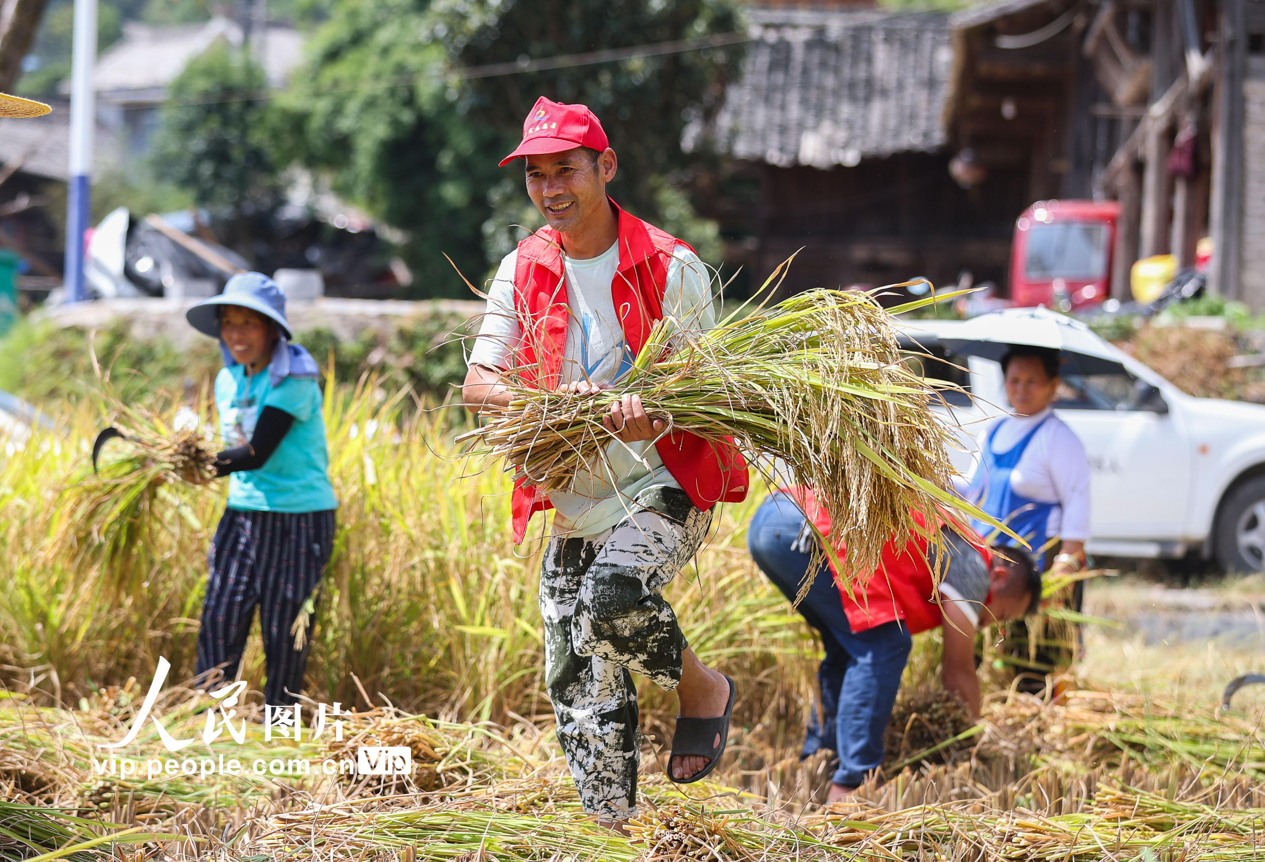 党员志愿者帮助村民收获水稻。  