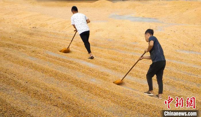 全国商品粮基地县山西曲沃农业全面丰收。 王建先 摄 全国商品粮基地县山西曲沃农业全面丰收。 王建先 摄