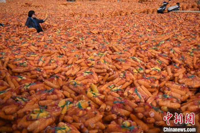 全国商品粮基地县山西曲沃农业全面丰收。 王建先 摄 全国商品粮基地县山西曲沃农业全面丰收。 王建先 摄