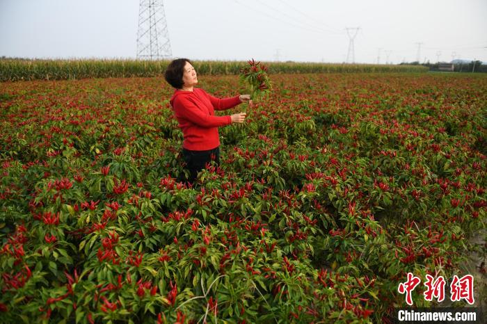 全国商品粮基地县山西曲沃农业全面丰收。 王建先 摄 全国商品粮基地县山西曲沃农业全面丰收。 王建先 摄