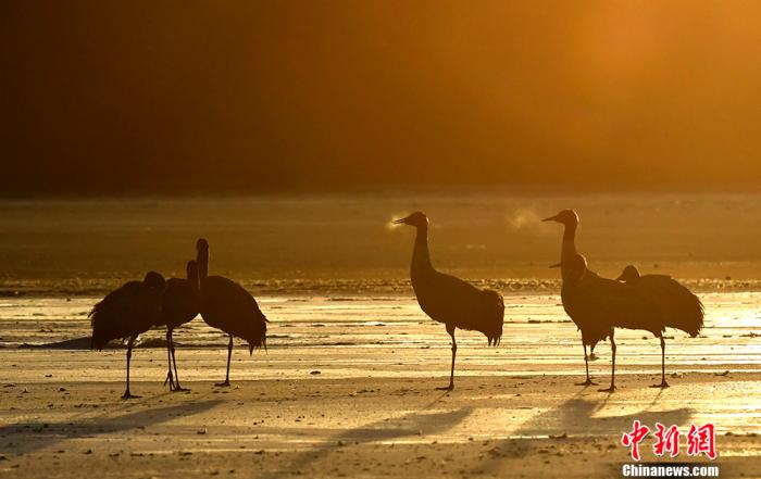 资料图为2019年12月29日,拉萨市林周县越冬的黑颈鹤。 <a target='_blank' href='/'>中新社</a>记者 李林 摄 资料图为2019年12月29日,拉萨市林周县越冬的黑颈鹤。 <a target='_blank' href='/'>中新社</a>记者 李林 摄